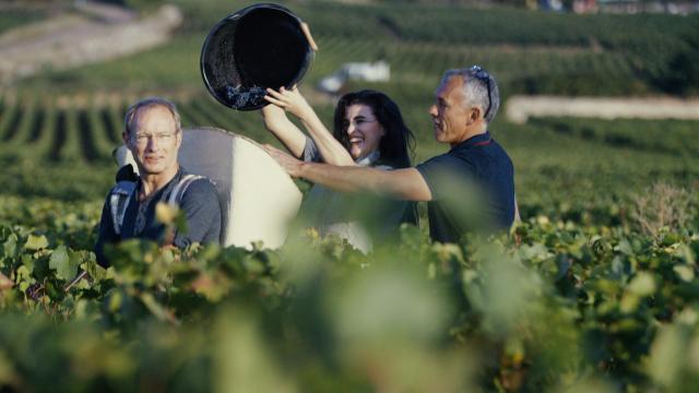 Vendanges entre amis Côte de Beaune Bourgogne raisin dans hotte à vendangeur