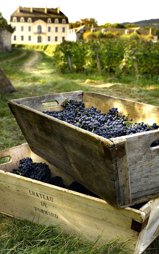 Pommard harvest