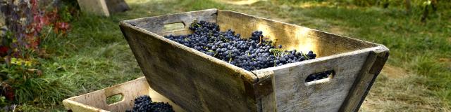 Caisse à vendanges pleine de raisins noirs au Château de Pommard