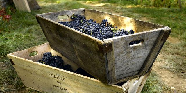 Pommard harvest