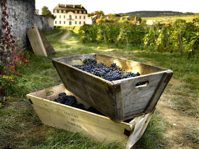 Caisse à vendanges pleine de raisins noirs au Château de Pommard