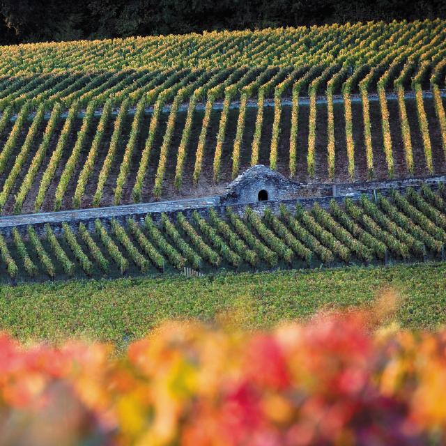 Vineyard on the Côte de Beaune's Colline de Corton in autumn