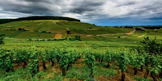 Vignes Colline Corton (2)