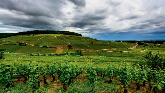 Vignes de la colline de Corton au printemps