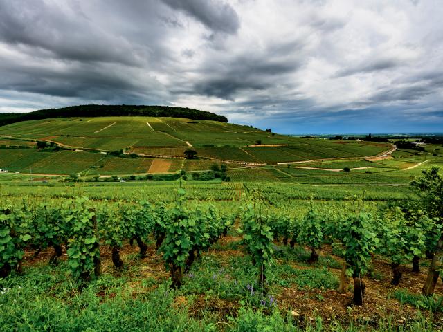 Vineyards Colline Corton (2)