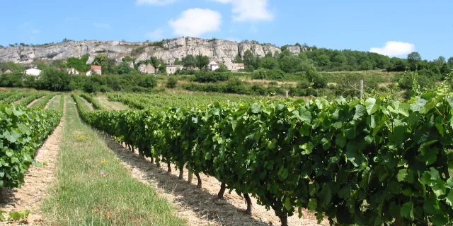 Vignes Falaises