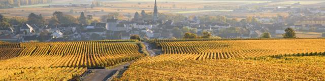 Vignes Meursault Automne