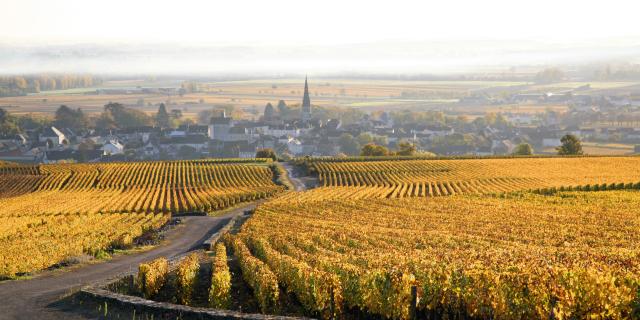 Vignes Meursault Automne