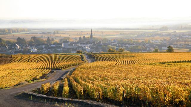 Vignes Meursault Automne