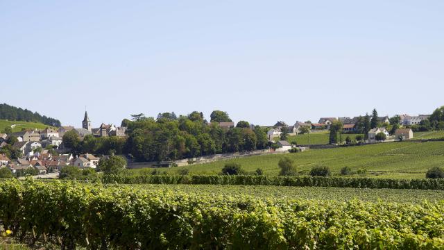 Vignes Monthelie