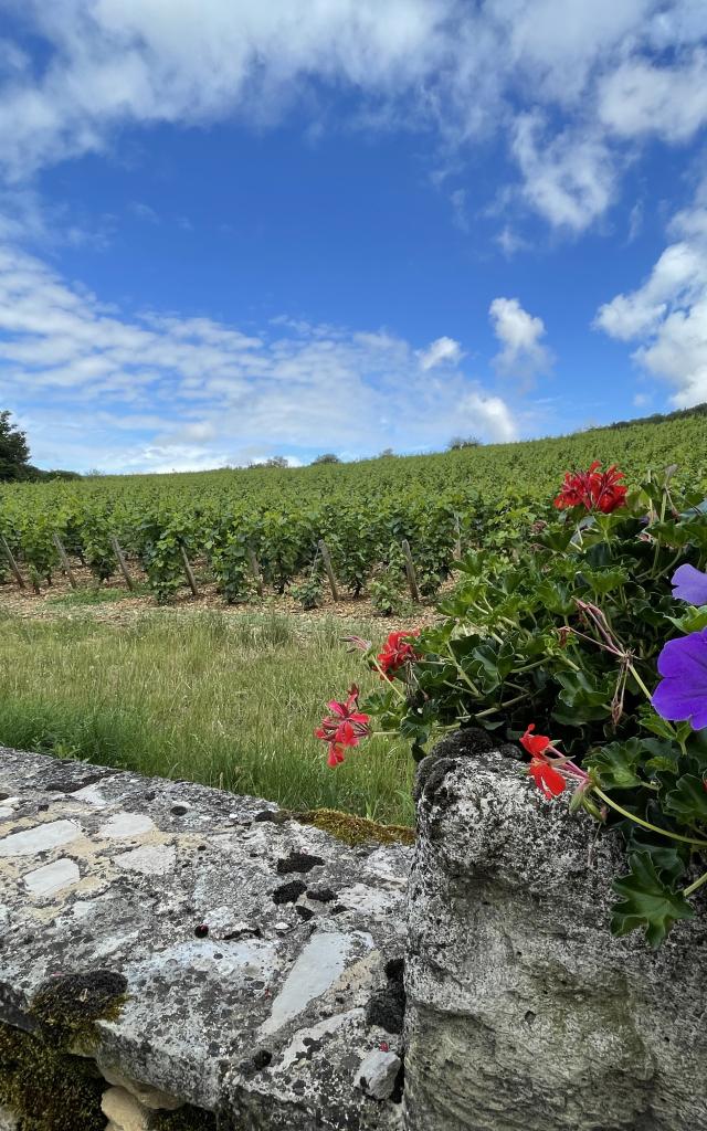 Vignes Santenay