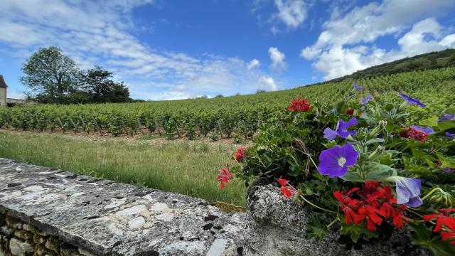 Vignes Santenay