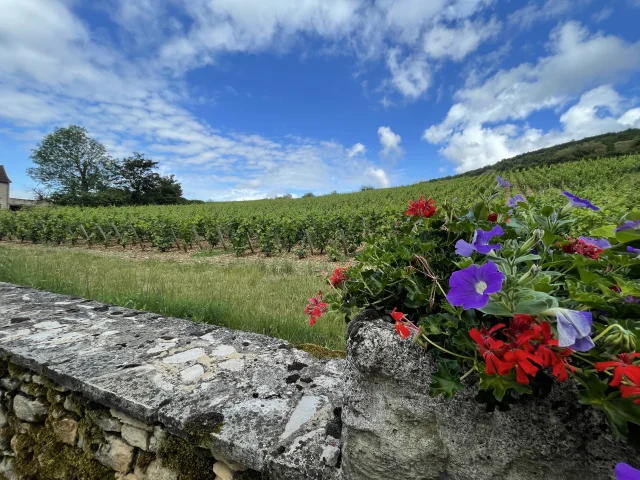 Vignes Santenay