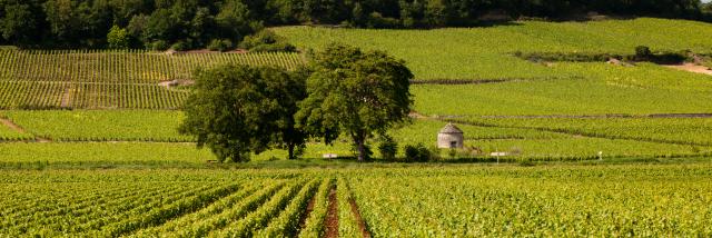 Vineyards and cabotte in Savigny