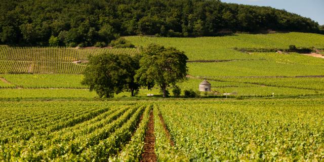 Vineyards and cabotte in Savigny