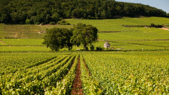 Vignes et cabotte à Savigny