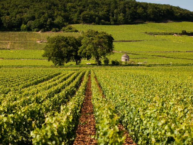 Vignes et cabotte à Savigny