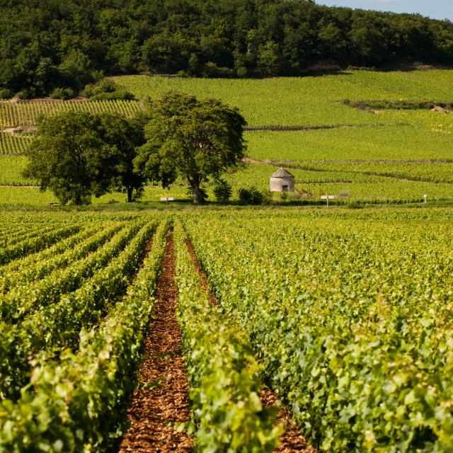 Vignes et cabotte à Savigny