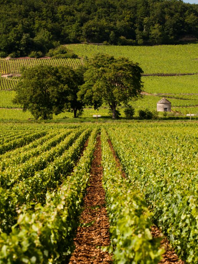 Vignes et cabotte à Savigny