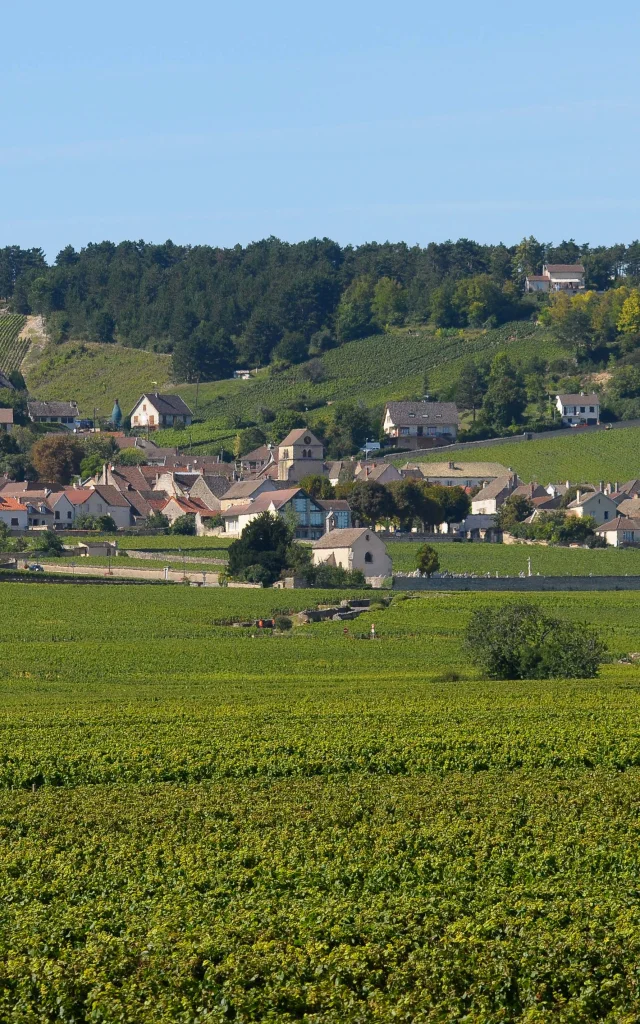 Viñedos de Volnay