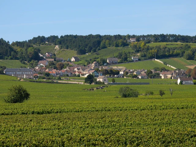 Volnay vineyards