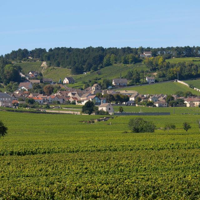 Vignes Volnay