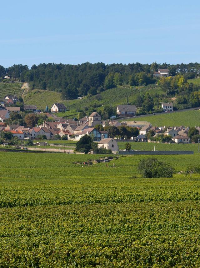 Viñedos de Volnay