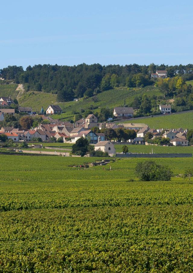 Volnay vineyards