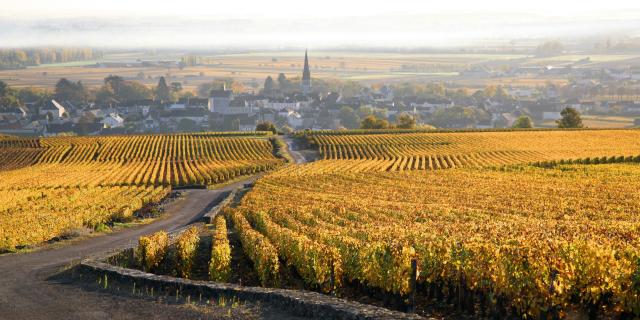 Autumn Vineyard