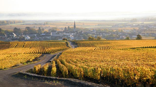 Autumn Vineyard