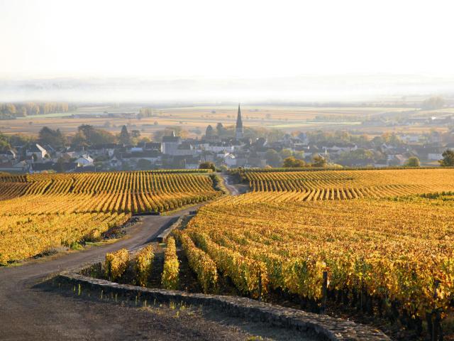 Meursault Vignes jaunes avec village au fond brume