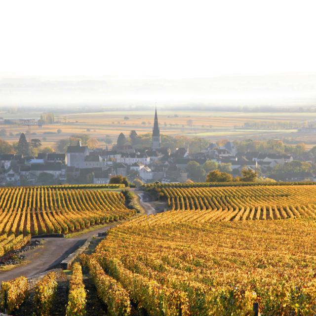 Meursault Vignes jaunes avec village au fond brume