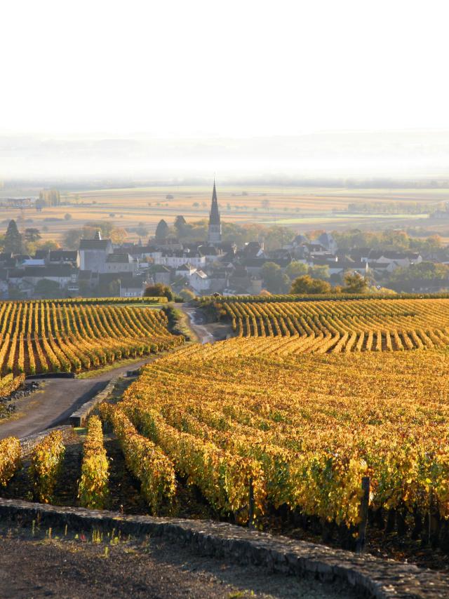 Viñedo de otoño