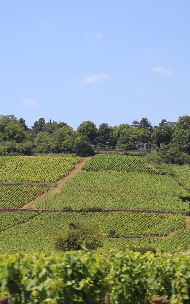 Vignobles Cote De Beaune