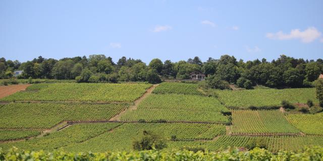 Vinhedos Cote De Beaune