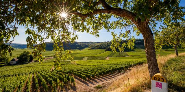 Sunset Vineyards