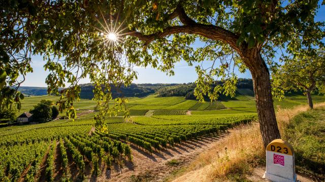 Sunset Vineyards