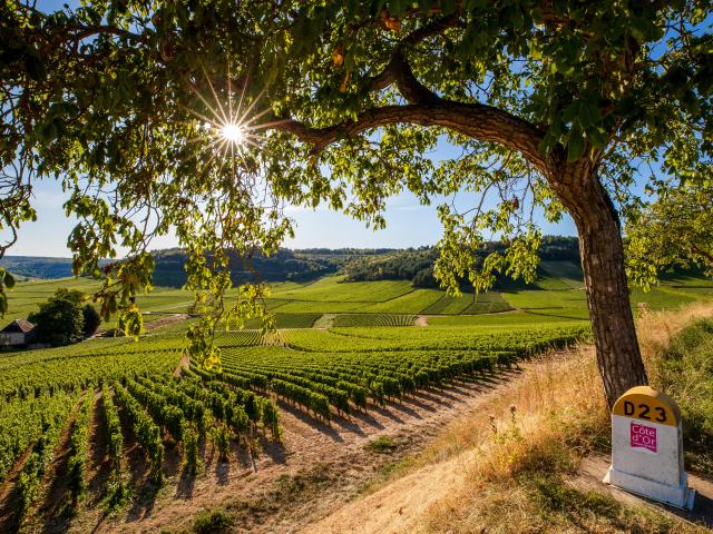 Weinberge Coucher Soleil