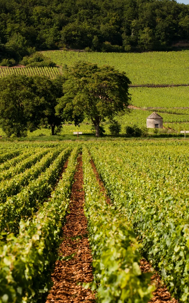 arbre-vigne-savigny