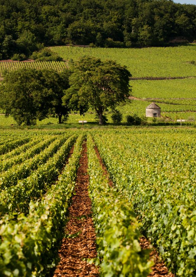 Arbre Vigne Savigny