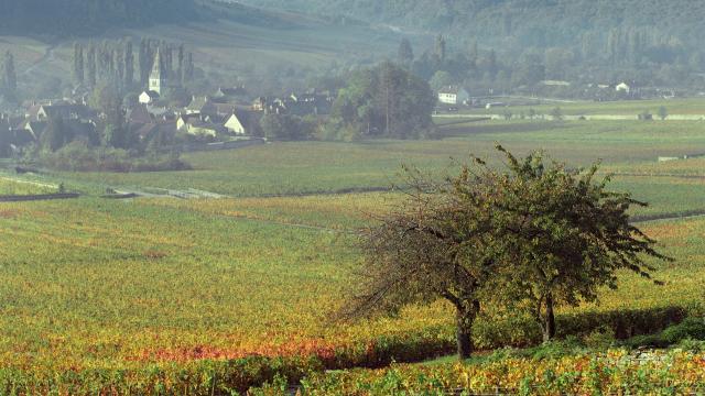 Auxey-Duresses en Automne