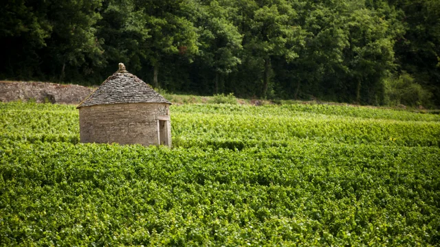 Cabotte de Savigny en Été