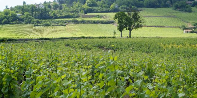 Montagne Beaune en Eté