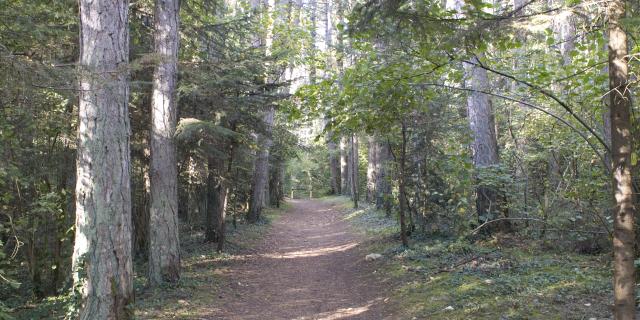 Foret Montagne de Beaune