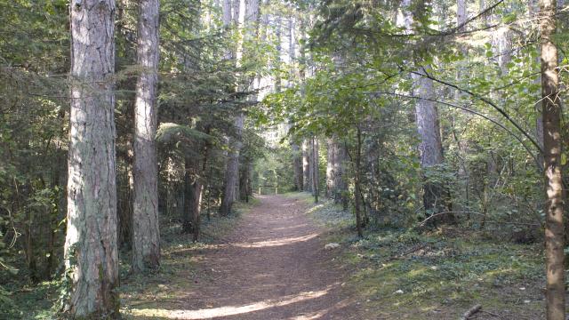 Foret Montagne de Beaune