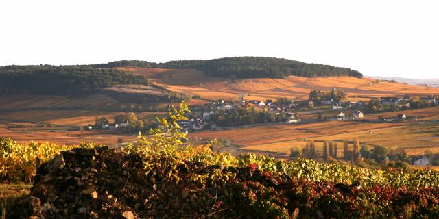 les Vignes de Monthelie en Automne