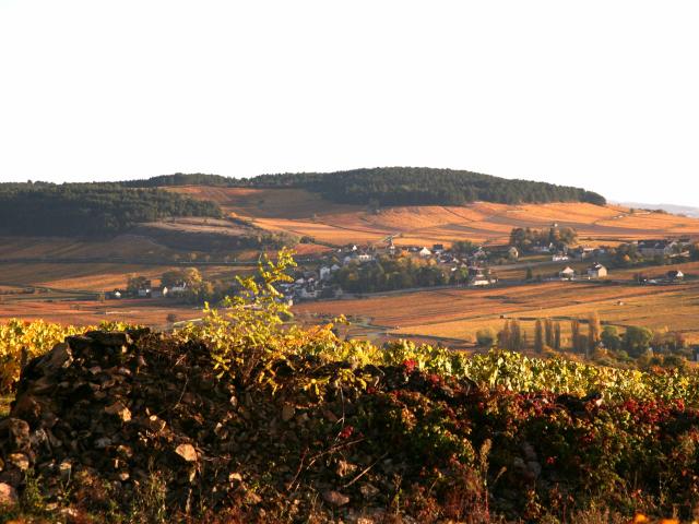 les Vignes de Monthelie en Automne