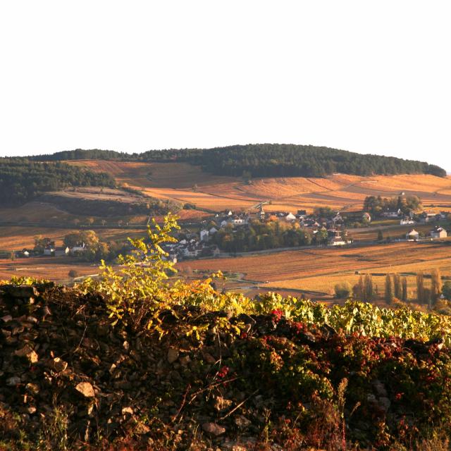 les Vignes de Monthelie en Automne