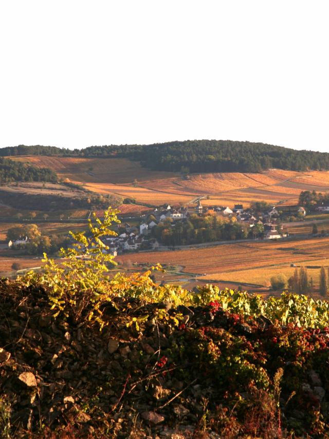 les Vignes de Monthelie en Automne