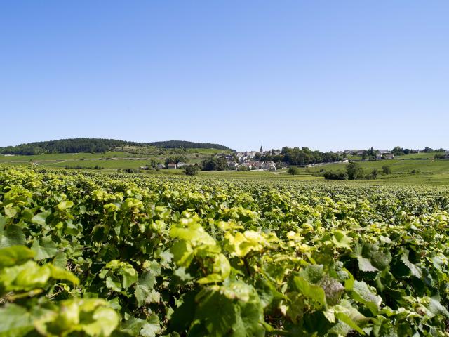 Vignes Ete Monthelie